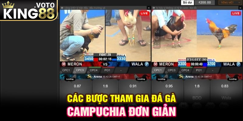 Các bước tham gia đá gà Campuchia đơn giản