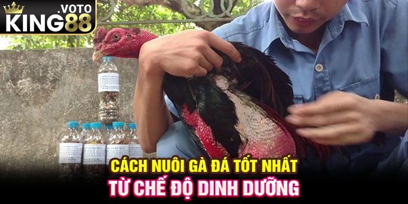 Cách nuôi gà đá tốt nhất từ chế độ dinh dưỡng