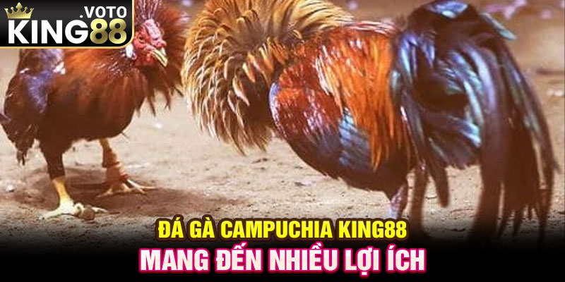 Đá gà Campuchia King88 mang đến nhiều lợi ích