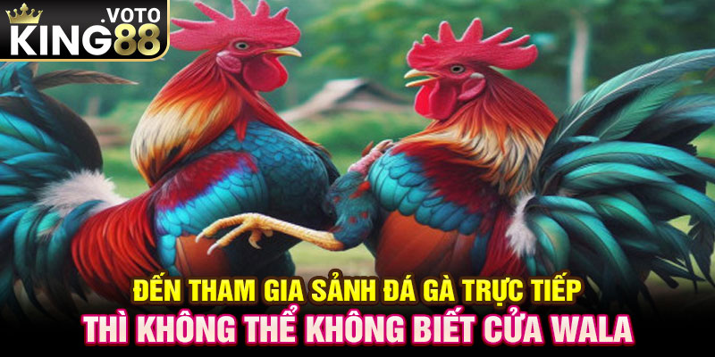 Đến tham gia sảnh đá gà trực tiếp thì không thể không biết cửa Wala