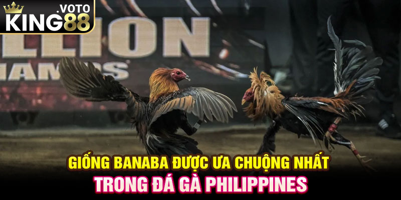 Giống Banaba được ưa chuộng nhất trong đá gà Philippines