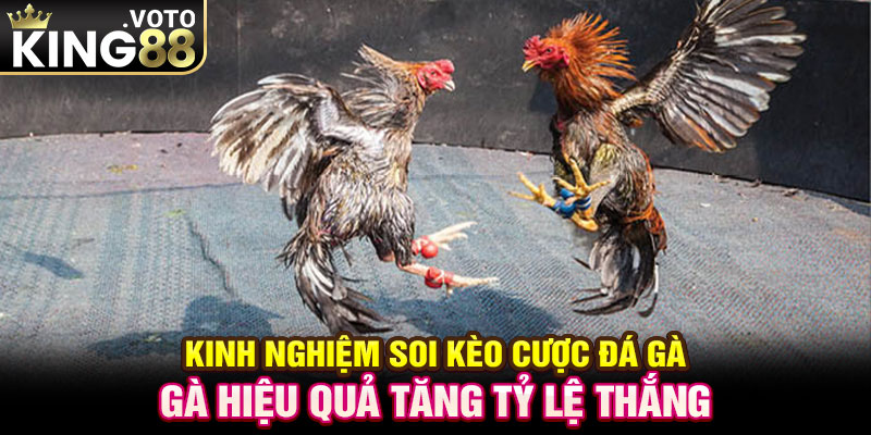 Kinh nghiệm soi kèo cược đá gà hiệu quả tăng tỷ lệ thắng