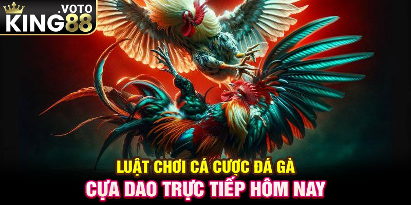 Luật chơi cá cược đá gà cựa dao trực tiếp hôm nay