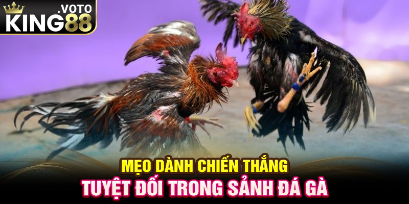 Mẹo dành chiến thắng tuyệt đối trong sảnh đá gà