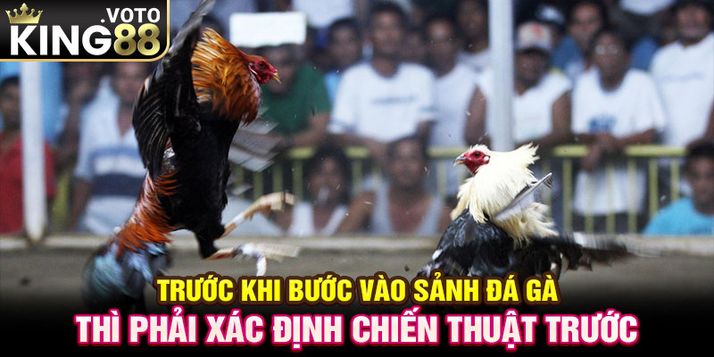 Trước khi bước vào sảnh đá gà thì phải xác định chiến thuật trước